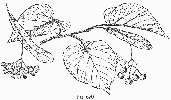 image of Tilia americana var. heterophylla, Mountain Basswood, White Basswood