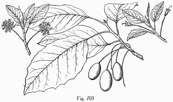 image of Nyssa aquatica, Water Tupelo, Cotton Gum, Tupelo Gum