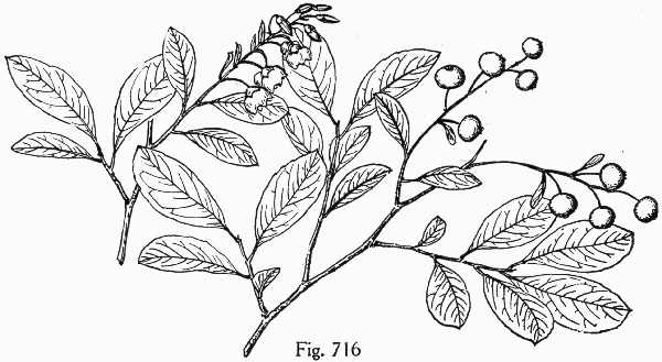 image of Vaccinium arboreum, Sparkleberry, Farkleberry