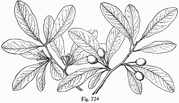 image of Sideroxylon lanuginosum ssp. lanuginosum, Eastern Gum Bumelia, Eastern Gum Bully