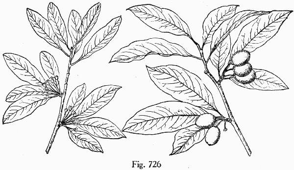 image of Sideroxylon lycioides, Buckthorn Bumelia, Buckthorn Bully, Carolina Buckthorn