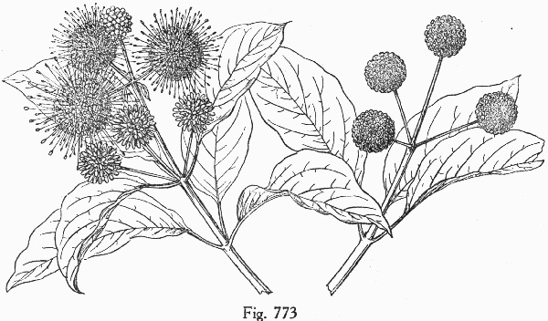 image of Cephalanthus occidentalis, Buttonbush