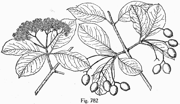 image of Viburnum prunifolium, Blackhaw, Nannyberry