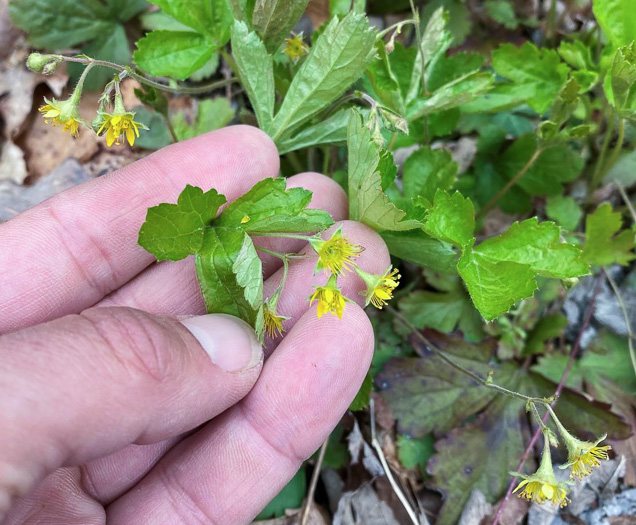 image of Waldsteinia lobata, Piedmont Barren Strawberry, Lobed Barren Strawberry