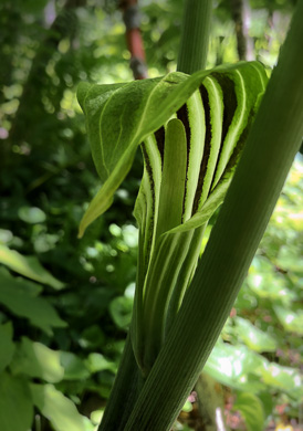 spathe