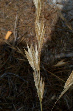 spikelet