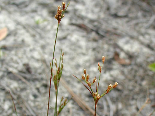 spikelet