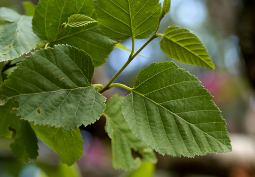 image of Betula cordifolia, Mountain Paper Birch