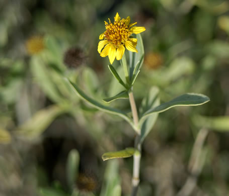 image of Borrichia frutescens, Silver Seaside Oxeye