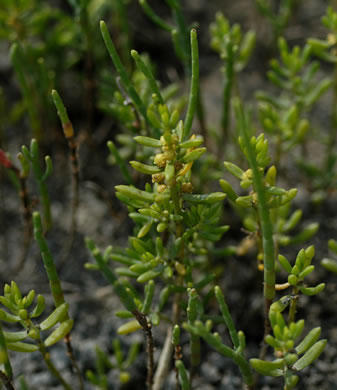 image of Batis maritima, Saltwort, Beachwort, Batis, Turtleweed