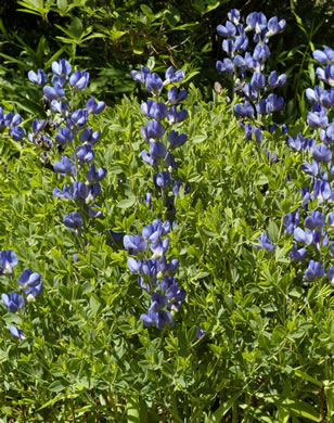 image of Baptisia aberrans, Eastern Prairie Blue Wild Indigo, Glade Wild Indigo, Glade Blue Wild Indigo, Glade Blue Baptisia