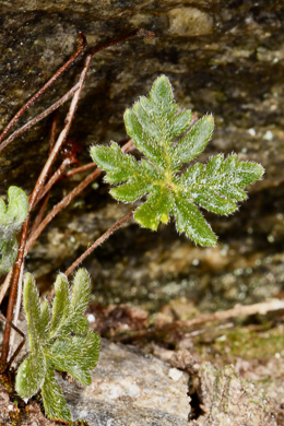 image of Bommeria hispida, Copper Fern, Hispid Bommer Fern, Hairy Bommer