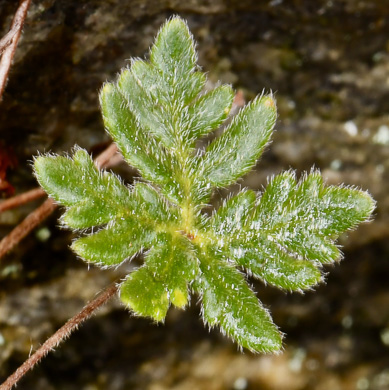 image of Bommeria hispida, Copper Fern, Hispid Bommer Fern, Hairy Bommer