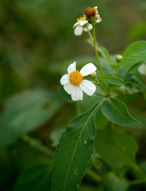 image of Bidens alba var. radiata, Hairy Beggarticks, Shepherd's Needles, White Beggarticks