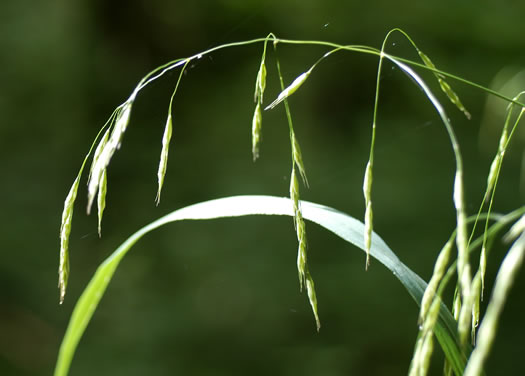 spikelet