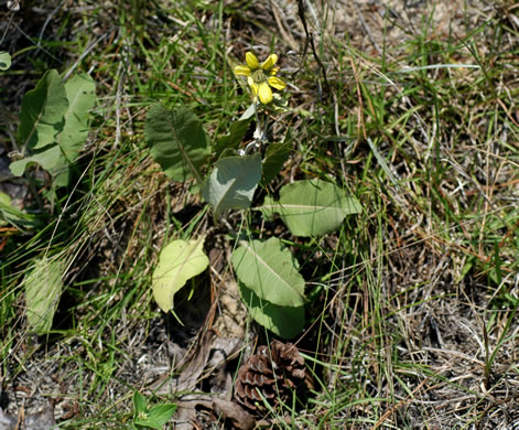 image of Berlandiera pumila var. pumila, Eastern Green-eyes