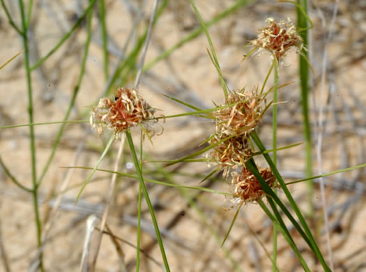 image of Bulbostylis warei, Ware's Hairsedge