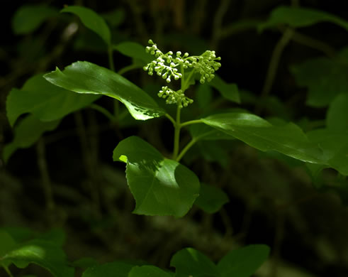 image of Hydrangea barbara, Climbing Hydrangea, Woodvamp, Decumaria, Decumary