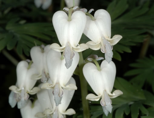 image of Dicentra canadensis, Squirrel Corn