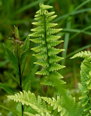 image of Dryopteris cristata, Crested Woodfern, Crested Shield-fern