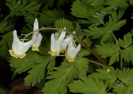 Dutchman's Breeches (Dicentra cucullaria)