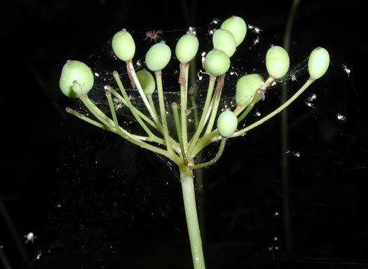 image of Diphylleia cymosa, Umbrella-leaf, Pixie-parasol