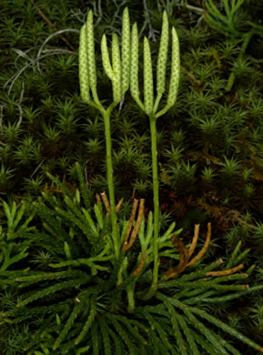 image of Diphasiastrum digitatum, Southern Ground-cedar, Common Running-cedar, Fan Ground-pine, Running Ground-pine