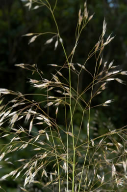 image of Avenella flexuosa, Appalachian Hairgrass, Crinkled Hairgrass, Common Hairgrass, Wavy Hairgrass