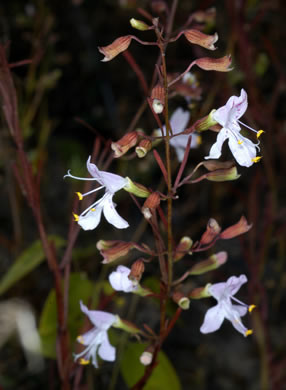 image of Dicerandra linearifolia +, coastal plain balm