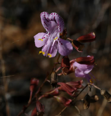 image of Dicerandra linearifolia +, coastal plain balm