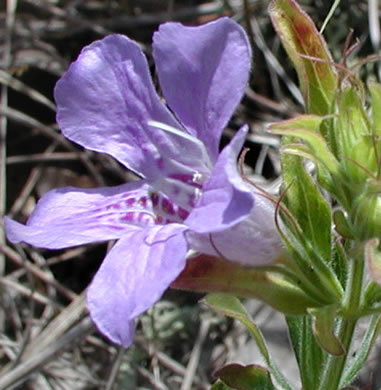 image of Dyschoriste oblongifolia, Blue Twinflower, Pineland Dyschoriste, Oblong Twinflower