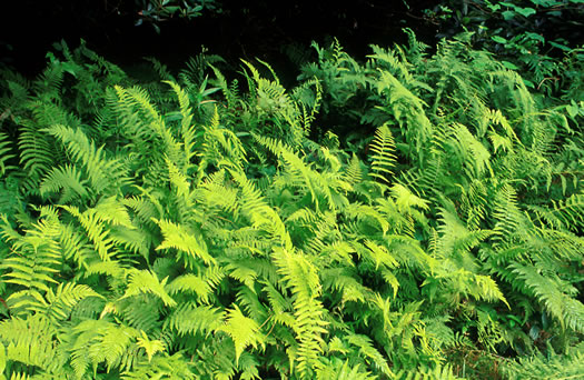 image of Sitobolium punctilobulum, Hay-scented Fern, Pasture Fern, Boulder Fern