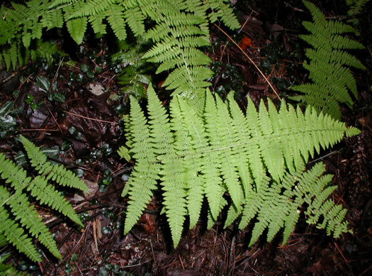 image of Sitobolium punctilobulum, Hay-scented Fern, Pasture Fern, Boulder Fern