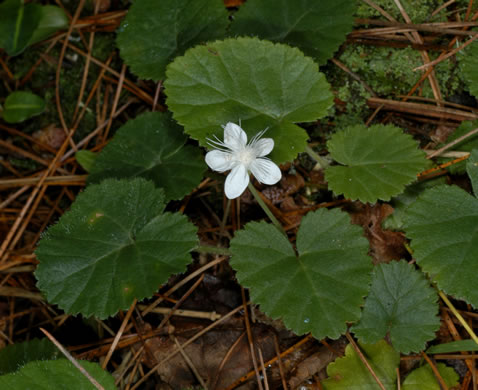 image of Dalibarda repens, Robin-runaway, Star-violet, Dewdrop