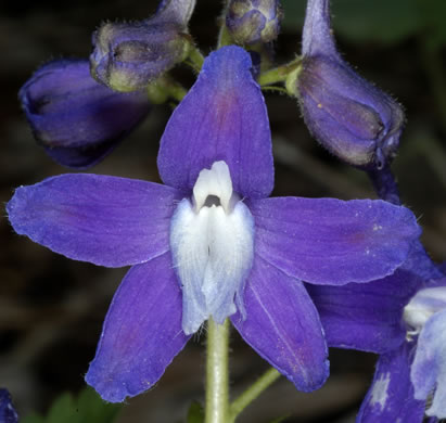 image of Delphinium tricorne, Dwarf Larkspur