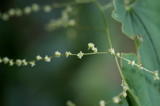 image of Dioscorea villosa, Common Wild Yam, Streamhead Yam, Yellow Yam