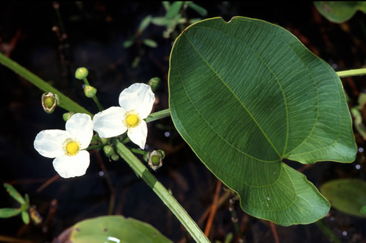 image of Echinodorus cordifolius, Creeping Burhead, Creeping Water-plantain