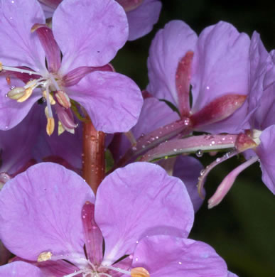 Chamaenerion angustifolium ssp. circumvagum, Great Willowherb, Fireweed