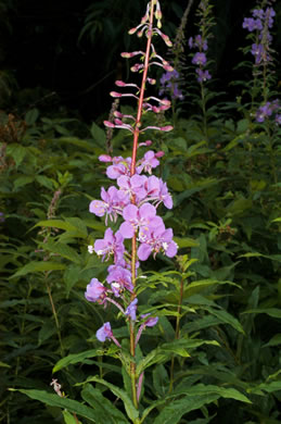 Chamaenerion angustifolium ssp. circumvagum, Great Willowherb, Fireweed