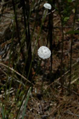 image of Eriocaulon compressum, Flattened Pipewort, Soft-headed Pipewort, Hat Pin