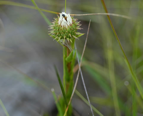 image of Eurybia eryngiifolia, Eryngo-leaved Aster, Thistleleaf Aster