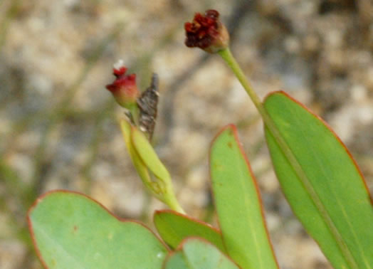 image of Euphorbia exserta, Maroon Sandhills Spurge, Coastal Sand Spurge, Purple Sandhill-spurge