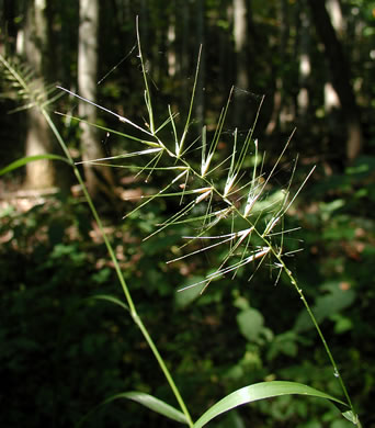 image of Elymus hystrix var. hystrix, Common Bottlebrush Grass, Eastern Bottlebrush-grass