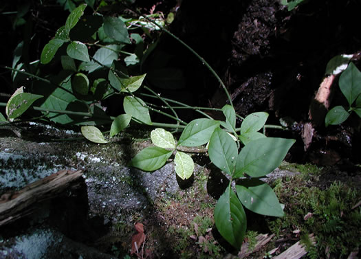 image of Euonymus obovatus, Running Strawberry-bush, Trailing Strawberry-bush, Trailing Wahoo