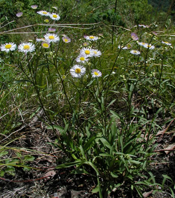 image of Erigeron philadelphicus var. philadelphicus, Daisy Fleabane, Philadelphia Fleabane, Philadelphia-daisy, Common Fleabane