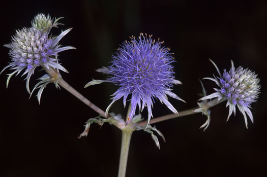 image of Eryngium ravenelii, Ravenel's Eryngo