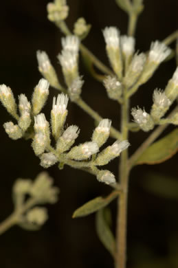 image of Eupatorium recurvans, Recurved Thoroughwort, Recurved Eupatorium