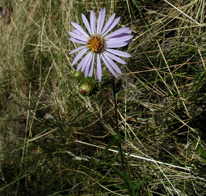 image of Eurybia surculosa, Creeping Aster, Michaux's Wood-Aster