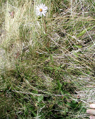 image of Eurybia surculosa, Creeping Aster, Michaux's Wood-Aster