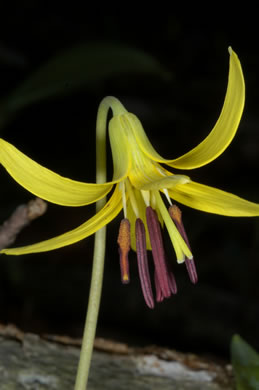 image of Erythronium umbilicatum ssp. umbilicatum, Dimpled Trout Lily, Dogtooth Violet